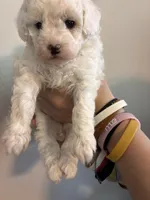 Marshes girl pup, a female Poodle - Toy  for sale in Carthage, TN – 9 of 10