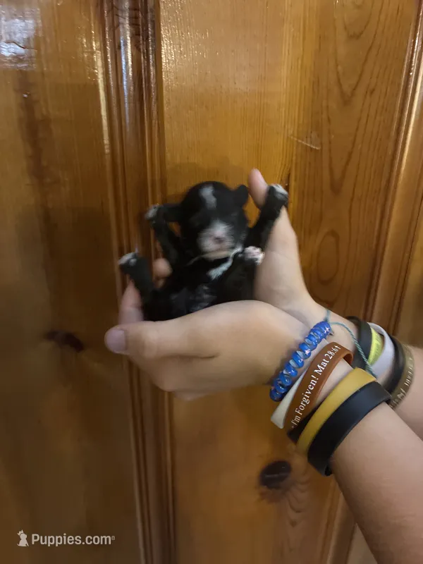Schnoodle boy – Schnoodle puppy for sale in Carthage, TN