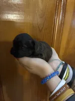 Brown boy, a male Shihpoo for sale in Carthage, TN – 4 of 10