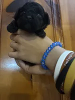 Black, brown, white, a male Shihpoo for sale in Carthage, TN – 2 of 10
