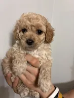 Tiniest girl, a female Cavapoo for sale in Carthage, TN – 5 of 10