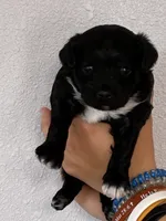 Cavapoo Girl, a female Cavapoo for sale in Carthage, TN – 4 of 10