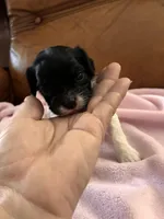 Sallys tri color girl, a female Cavapoo for sale in Carthage, TN – Photo 2 of 10