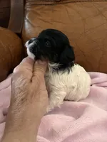 Sallys tri color girl, a female Cavapoo for sale in Carthage, TN – Photo 10 of 10