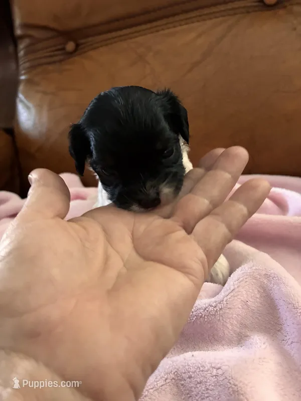 Sallys tri color girl – Cavapoo puppy for sale in Carthage, TN