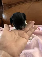 Sallys tri color girl, a female Cavapoo for sale in Carthage, TN – Photo 1 of 10