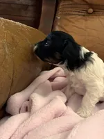 Sallys tri color girl, a female Cavapoo for sale in Carthage, TN – Photo 5 of 10