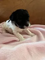 Sallys tri color girl, a female Cavapoo for sale in Carthage, TN – Photo 9 of 10