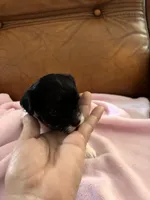 Sallys tri color girl, a female Cavapoo for sale in Carthage, TN – Photo 3 of 10