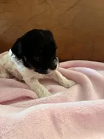 Sallys tri color girl, a female Cavapoo for sale in Carthage, TN – Photo 8 of 10