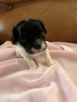 Sallys tri color girl, a female Cavapoo for sale in Carthage, TN – Photo 6 of 10