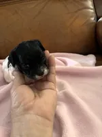 Sallys tri color girl, a female Cavapoo for sale in Carthage, TN – Photo 4 of 10