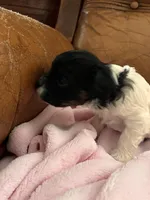 Sallys tri color girl, a female Cavapoo for sale in Carthage, TN – Photo 7 of 10