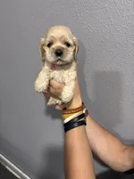 Pink collar girl, a female Cocker Spaniel for sale in Carthage, TN – 7 of 10