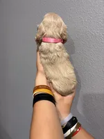 Pink collar girl, a female Cocker Spaniel for sale in Carthage, TN – 6 of 10