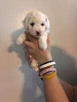 Marshes white boy, a male Poodle - Toy  for sale in Carthage, TN – 6 of 10