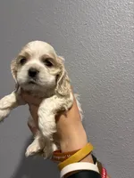 Cream and white girl, a female Cocker Spaniel for sale in Carthage, TN – 8 of 10