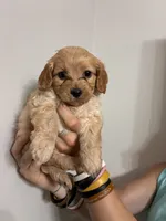 Less curly girl, a female Cavapoo for sale in Carthage, TN – 10 of 10