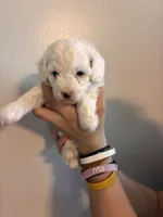 Marshes white boy, a male Poodle - Toy  for sale in Carthage, TN – 1 of 10