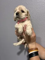 Pink collar girl, a female Cocker Spaniel for sale in Carthage, TN – 9 of 10