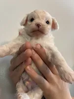 Marshes tiny boy, a male Poodle - Toy  for sale in Carthage, TN – 2 of 10