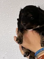 Cavapoo boy, a male Cavapoo for sale in Carthage, TN – 2 of 9