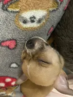 Poppy, a male Chihuahua for sale in Carthage, TN – 10 of 10