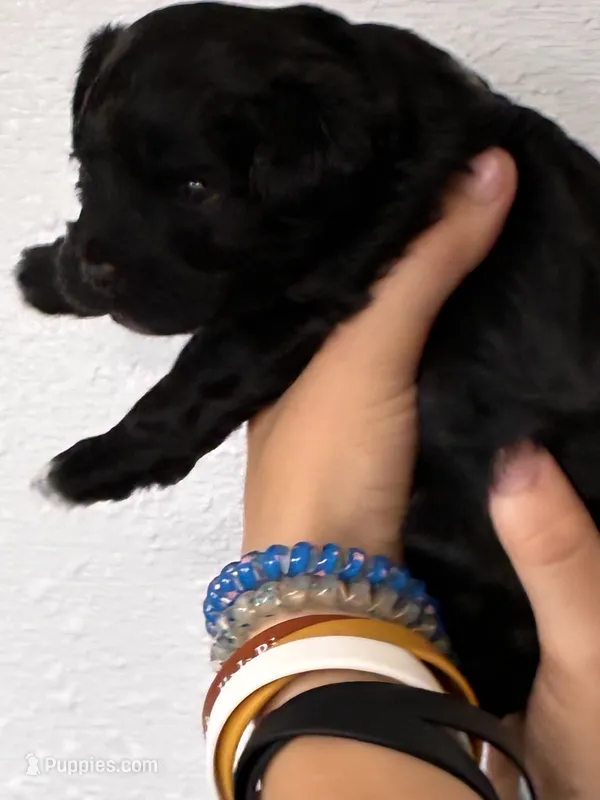 Cavapoo Girl – Cavapoo puppy for sale in Carthage, TN