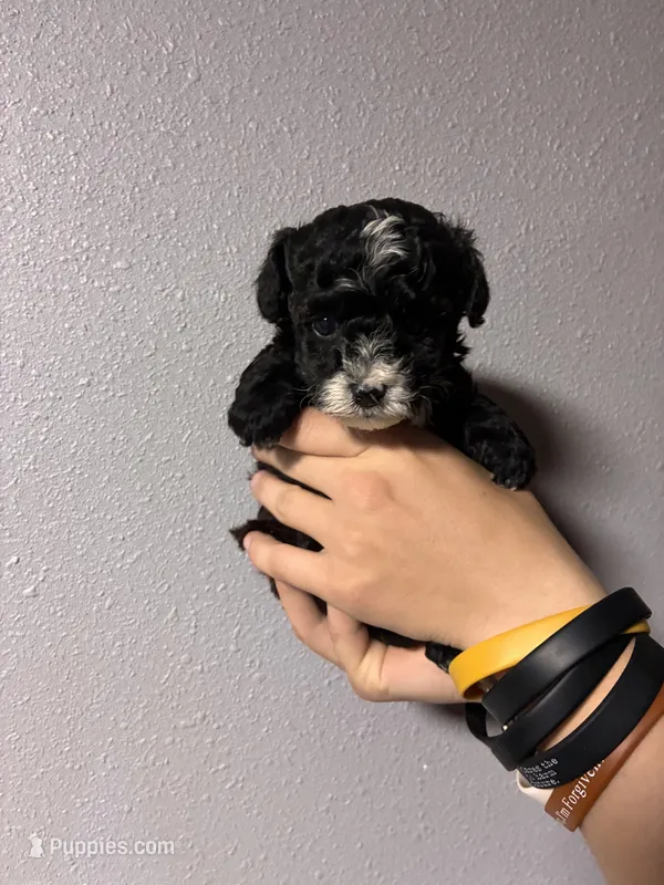 Schnoodle boy – Schnoodle puppy for sale in Carthage, TN