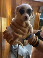 Black eye spots, a male Chipoo for sale in Carthage, TN – 6 of 10