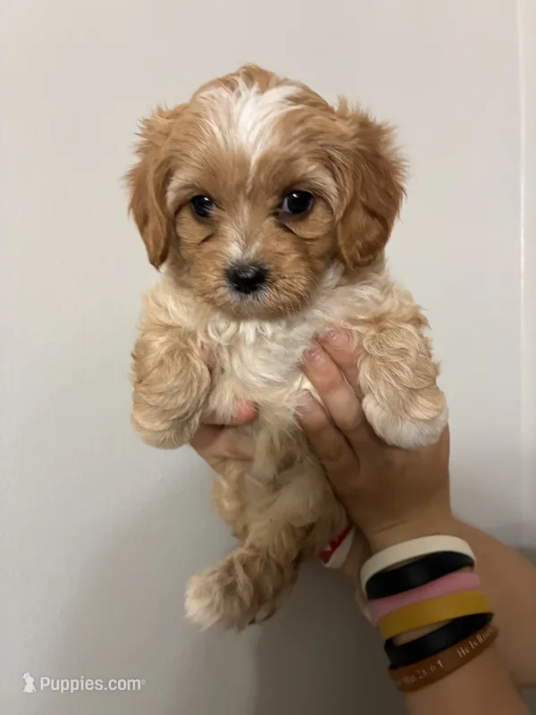 Cavapoo white forhead – Cavapoo puppy on hold in Carthage, TN