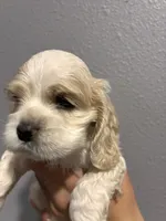 Cream and white girl, a female Cocker Spaniel for sale in Carthage, TN – 7 of 10