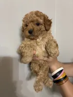 Darkest buff girl, a female Cavapoo for sale in Carthage, TN – 9 of 10