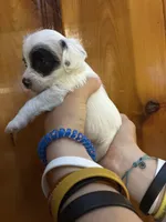 Black eye spots, a male Chipoo for sale in Carthage, TN – 10 of 10