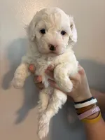 Marshes white boy, a male Poodle - Toy  for sale in Carthage, TN – 4 of 10