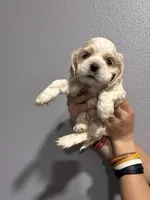 Cream and white girl, a female Cocker Spaniel for sale in Carthage, TN – 3 of 10