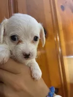 All white boy, a male Chipoo for sale in Carthage, TN – 6 of 10