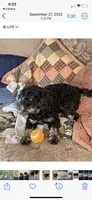 Joe, a male Cavapoo for sale in Carthage, TN – 3 of 10