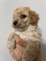 Tiniest girl, a female Cavapoo for sale in Carthage, TN – 6 of 10
