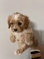 Cavapoo white forhead, a female Cavapoo for sale in Carthage, TN – 7 of 10