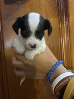 Lots of spots, a male Chipoo for sale in Carthage, TN – 4 of 10