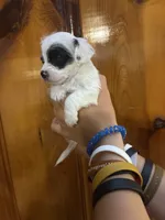 Black eye spots, a male Chipoo for sale in Carthage, TN – 5 of 10