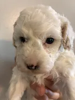 Marshes Spots pup, a male Poodle - Toy  for sale in Carthage, TN – 9 of 10