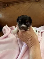 Sallys girl, a female Cavapoo for sale in Carthage, TN – Photo 4 of 9