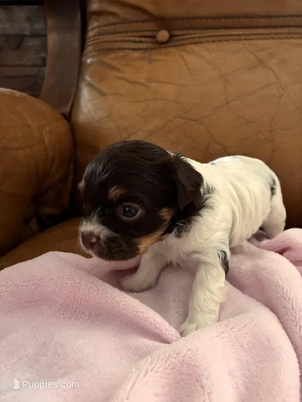 Sallys girl – Cavapoo puppy for sale in Carthage, TN