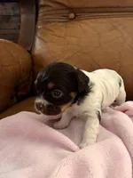 Sallys girl, a female Cavapoo for sale in Carthage, TN – Photo 1 of 9