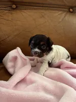 Sallys girl, a female Cavapoo for sale in Carthage, TN – Photo 8 of 9