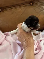 Sallys girl, a female Cavapoo for sale in Carthage, TN – Photo 7 of 9