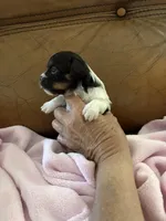 Sallys girl, a female Cavapoo for sale in Carthage, TN – Photo 2 of 9