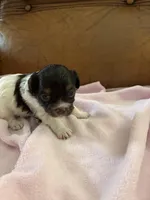 Sallys girl, a female Cavapoo for sale in Carthage, TN – Photo 6 of 9